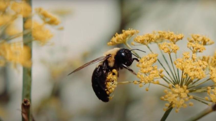 Día Mundial de las Abejas: Revive el documental de 13C “Guardianas del Fin del Mundo”