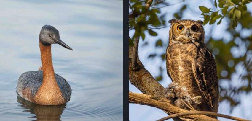 Las maravillas del Parque Tricao, el aviario más grande de Sudamérica