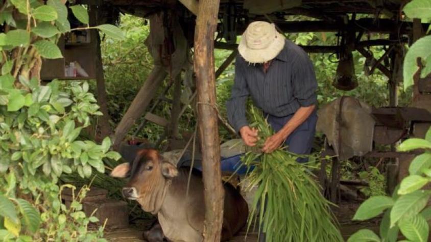 Bienvenidos a Longo Mai: un refugio en Costa Rica después de la guerra