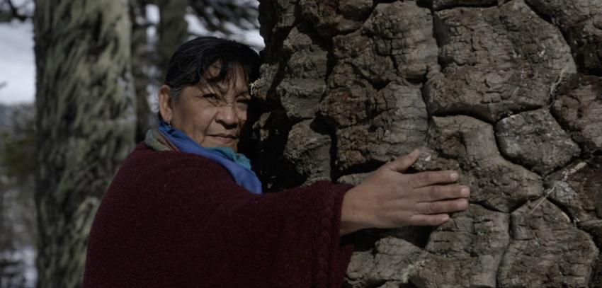 13C estrena documental “Pewen”: El árbol sagrado que está desapareciendo