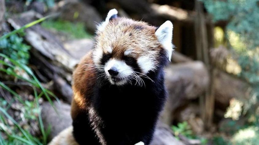 ¿Quién era Kelú? El primer panda rojo nacido en Chile