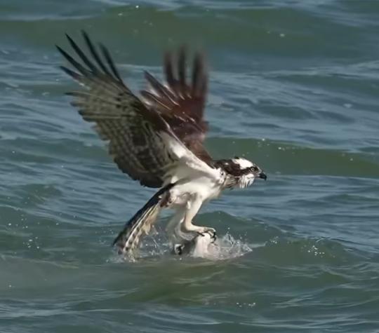 El video es impactante: fotógrafo captura a un águila pescando un bagre en el mar