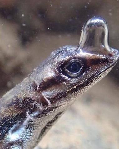 Anolis Aquaticus: el lagarto que tiene su propio tanque de buceo en su cabeza