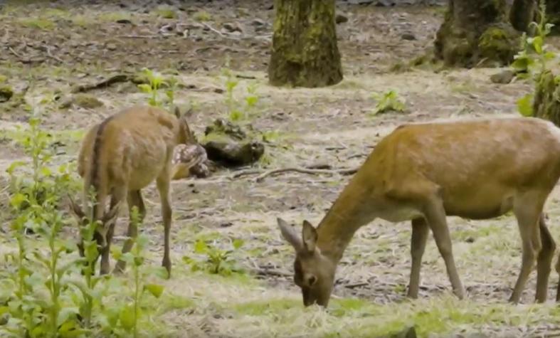 Huemul: Conoce el centro que protege su especie en Chile