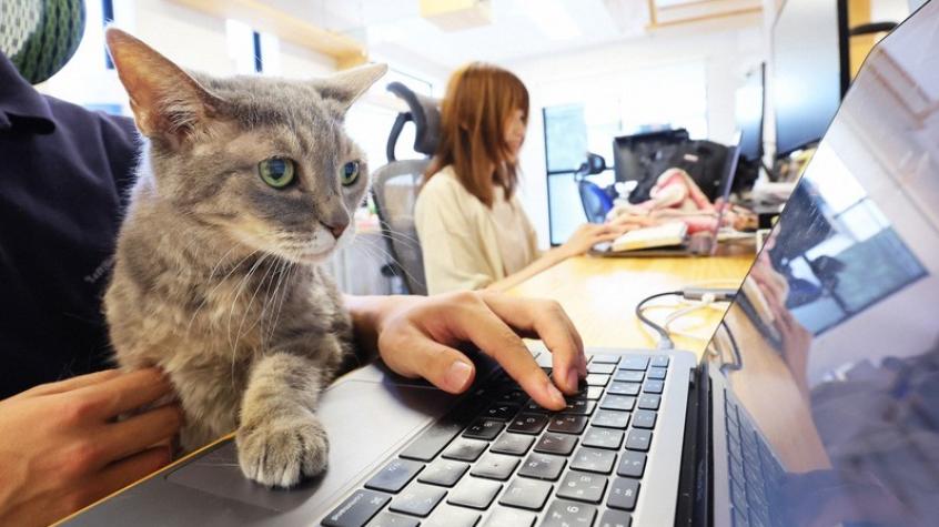 ¿Gatos en la oficina? Empresa japonesa mejora productividad con felinos en el trabajo