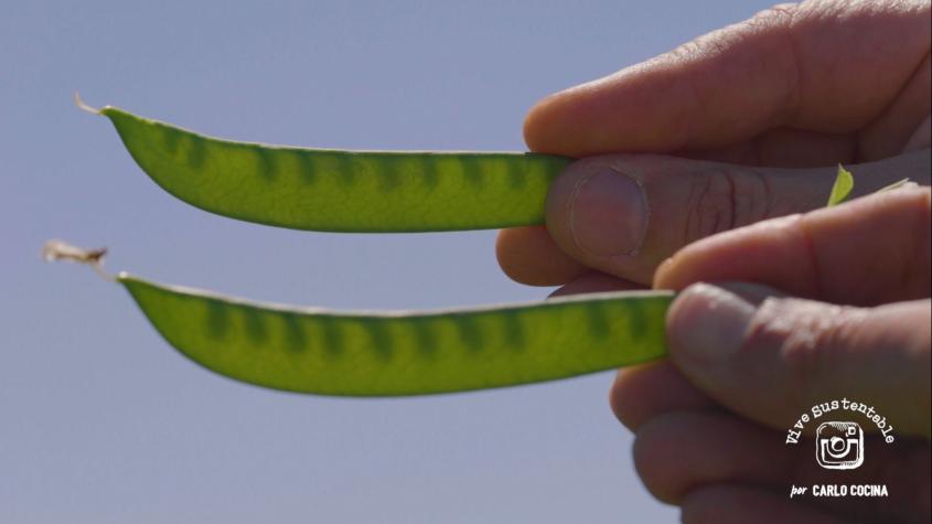La innovadora producción de arvejas: Una fuente inagotable de nutrientes