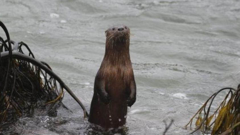 Conoce al Chungungo, nuevo embajador de la fauna chilena