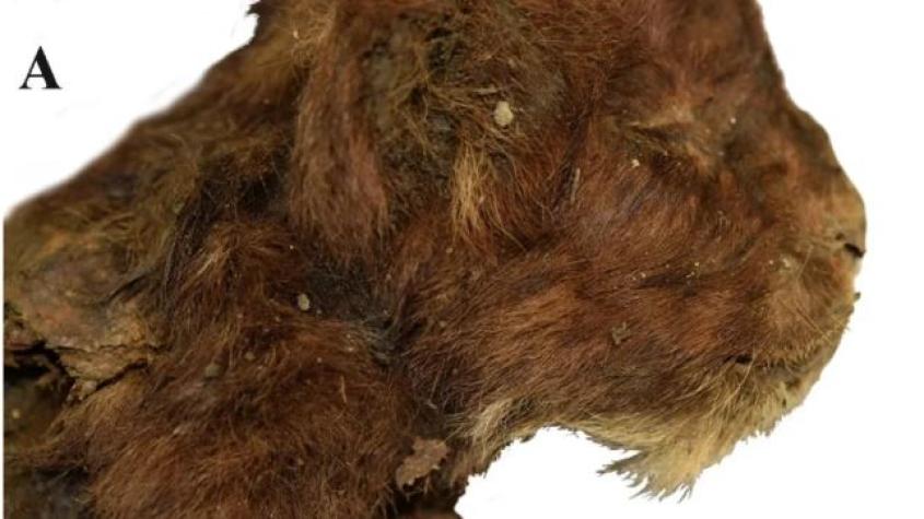 Científicos rusos encuentran momia de un cachorro de tigre dientes de sable 