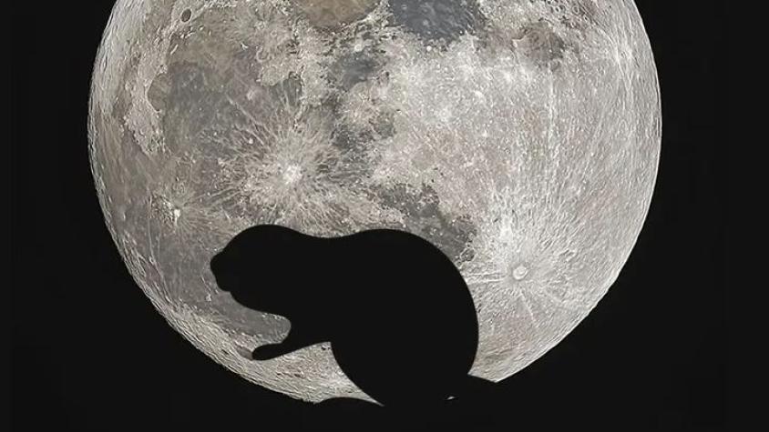 Luna del Castor: Conoce cuándo se podrá ver la famosa superluna en Chile