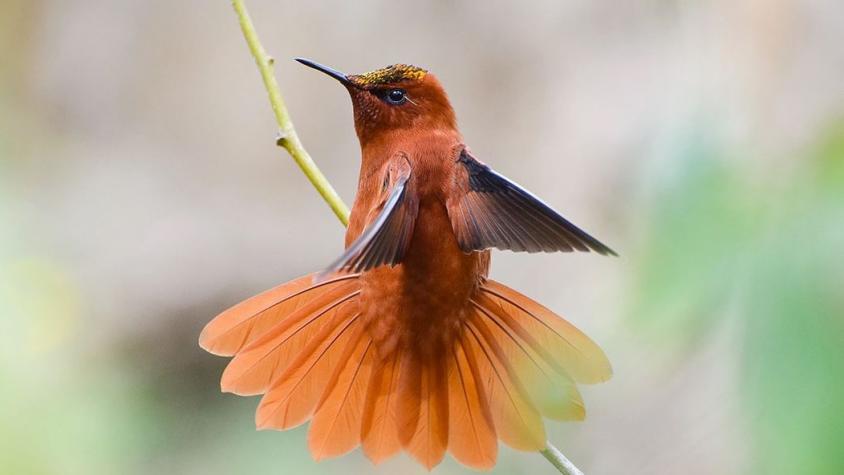 Conocer para valorar y proteger: ¡Celebra el Día de la Fauna Chilena 2024!