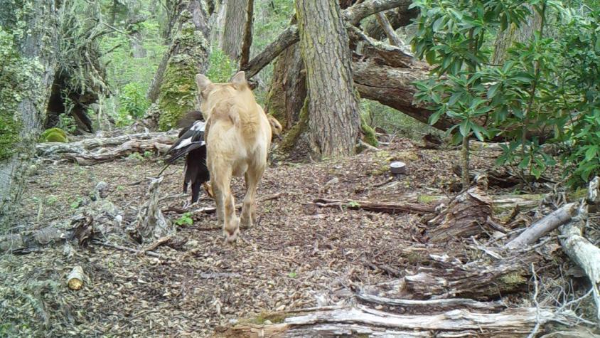 Estudio determina que turistas facilitan la entrada de perros libres en áreas protegidas