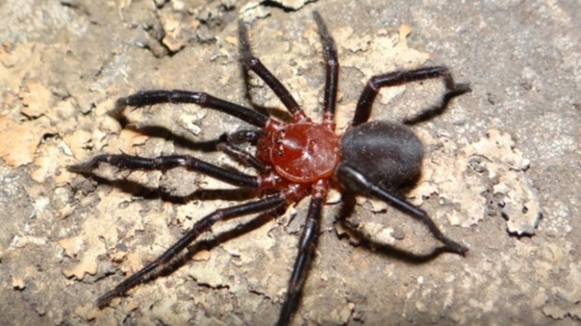 Científicos descubren nueva especie de araña en Talca
