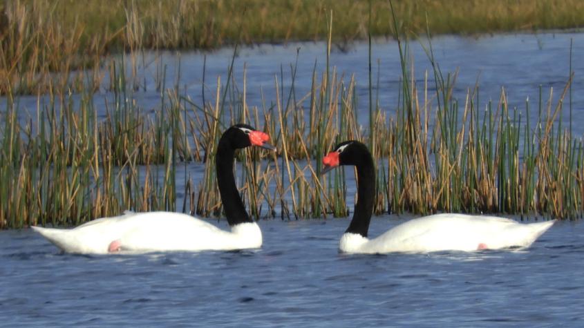 Es la primera de América Latina: Valdivia es declarada “Ciudad Humedal” por la Convención Ramsar