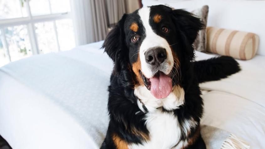 Kitty Jacob Astor II, el boyero de Berna