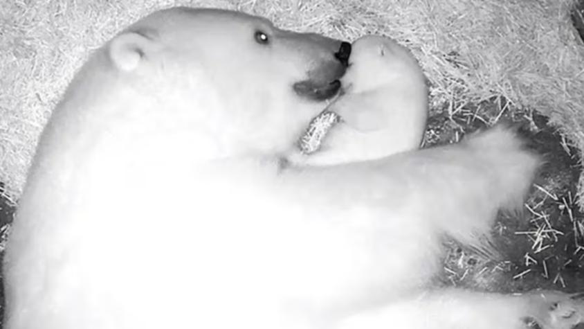 Conoce a Nur: La primera cría de oso polar nacida en Latinoamérica 