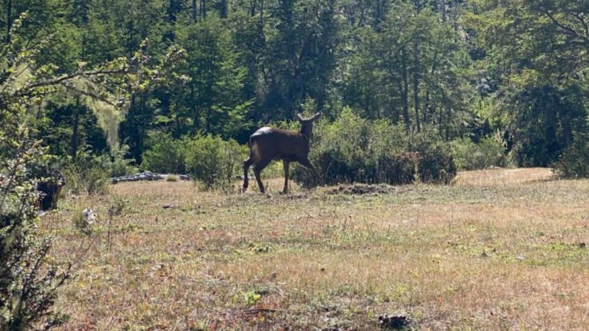 Histórico: huemul cruza a Argentina tras tres décadas de ausencia en el sector