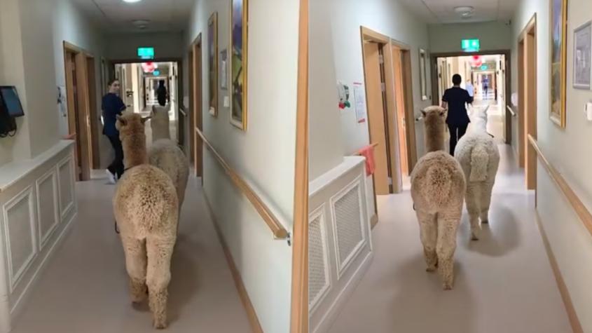 Dos alpacas hacen visitas terapéuticas en una residencia de ancianos en Irlanda