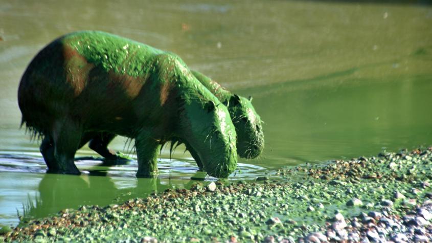 Capibaras verdes en Argentina: ¿Qué provocó su cambio de color?