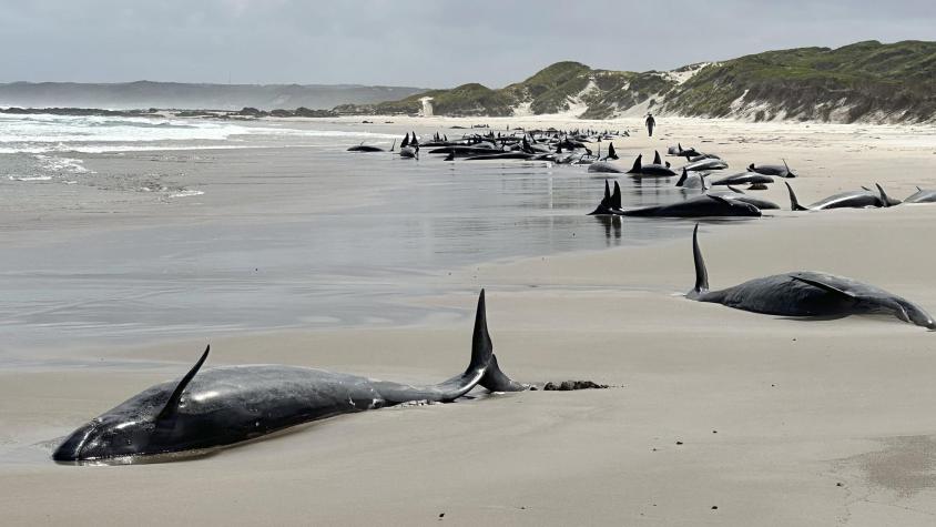 Australia: Encuentran 157 delfines varados en una playa de Tasmania