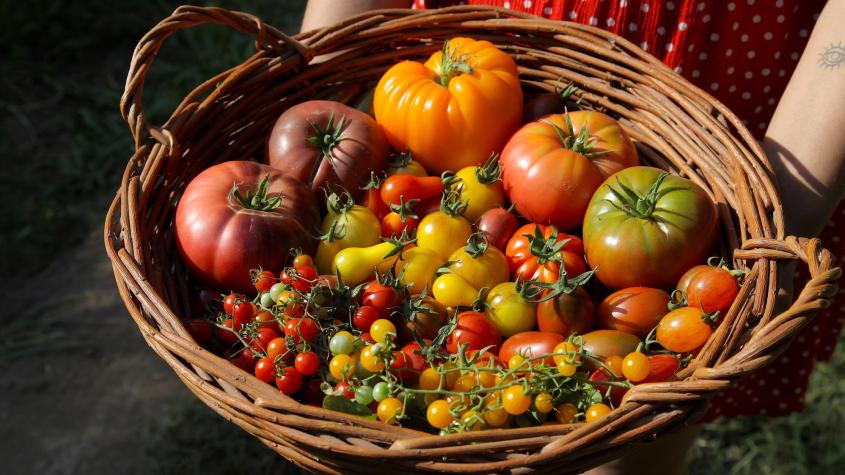 Vuelve el Día del Tomate en el MUT: una fiesta para celebrar su sabor y diversidad