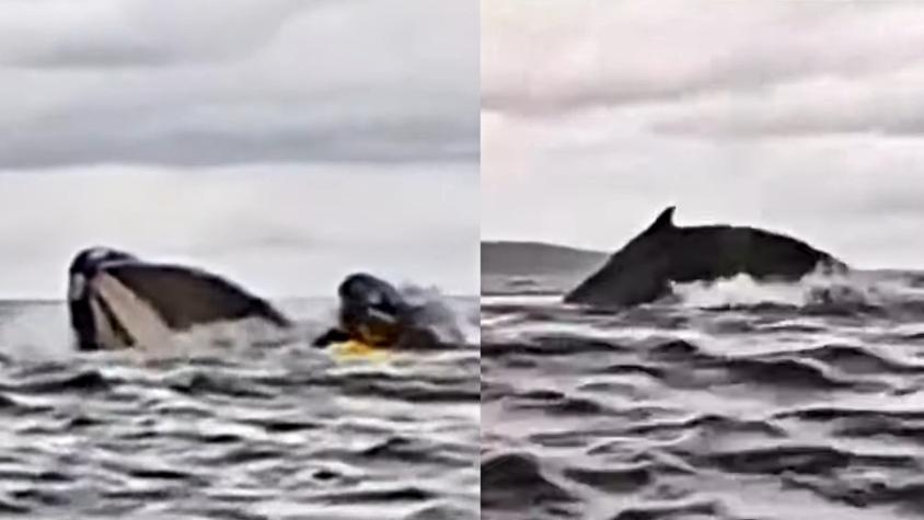 VÍDEO: Ballena jorobada tragó a un joven kayakista en el Estrecho de Magallanes y luego lo expulsó