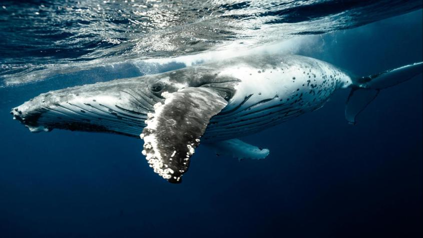 Ballena