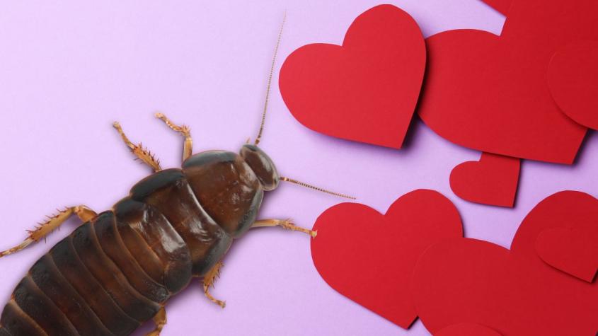 Para San Valentín: Zoológicos de Estados Unidos dejarán ponerle el nombre de tu ex a una cucaracha