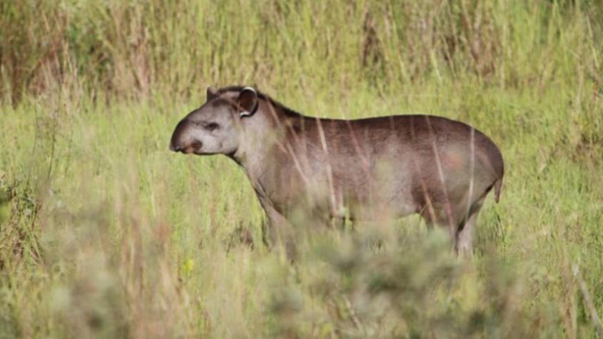 Un hecho histórico: reaparece el tapir sudamericano tras 100 años de creerlo extinta 
