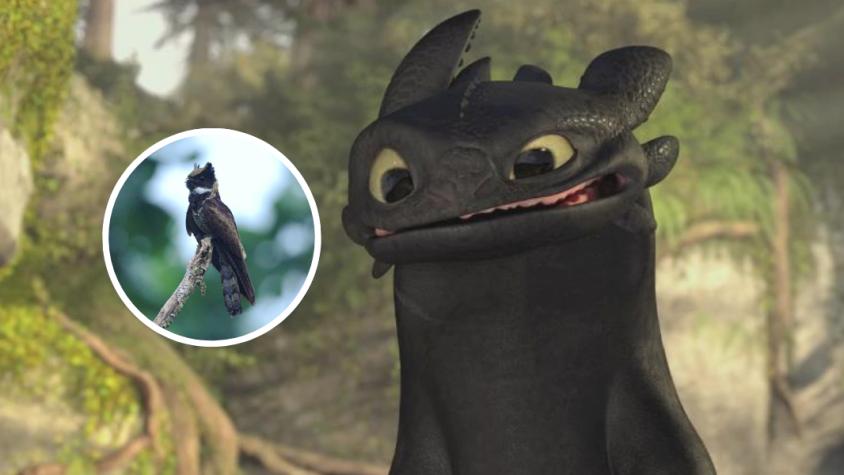 Descubre al enigmático chotacabras orejudo: el ave que parece un dragón
