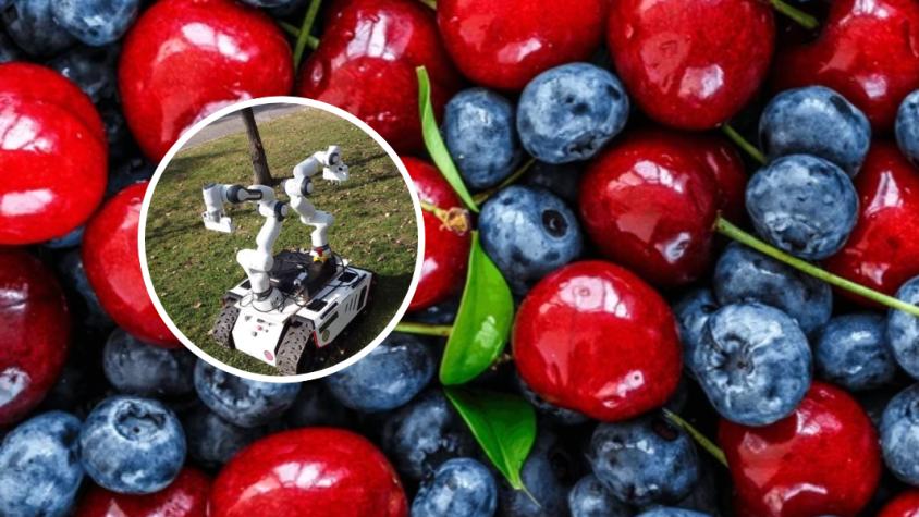 Desde arándanos a cerezas: Investigadores en Chile desarrollan robot que puede recolectar frutas sin dañarlas