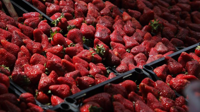 Investigación U. de Chile alerta sobre enfermedad emergente en frutillas