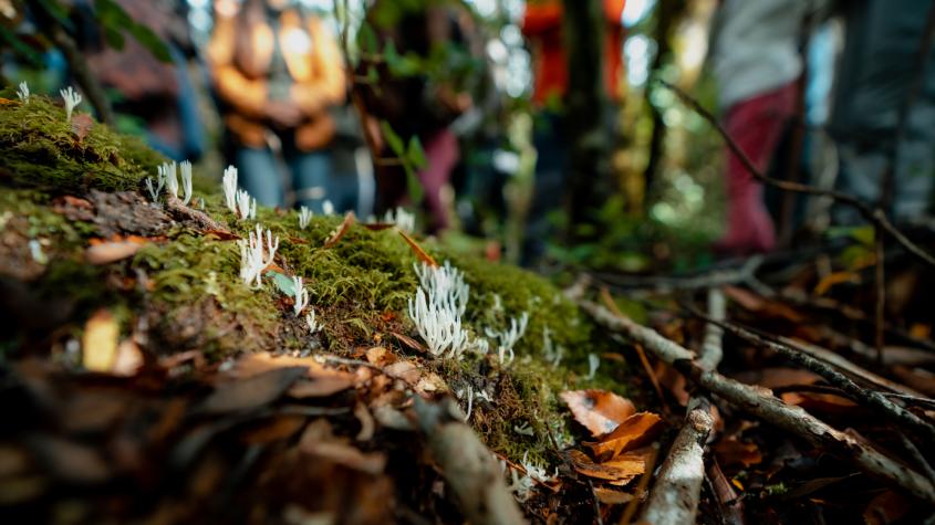 La 4° versión del Festival Reino Fungi 2025 se instalará en Pucón del 2 al 4 de mayo