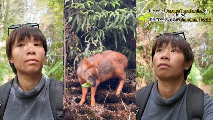 Turista china se encuentra con un pudú en Chiloé y su reacción se vuelve viral