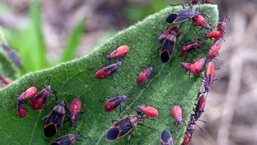 Reportan regreso del chinche del Arce a Chile: ¿qué es, qué hace y cómo combatir este insecto? 
