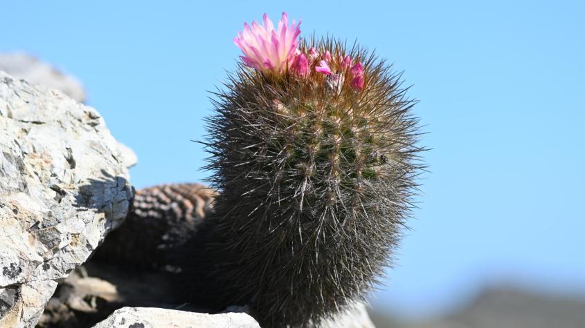 El chilenito: cactus endémico que solo vive a 10 kilómetros de la costa chilena.