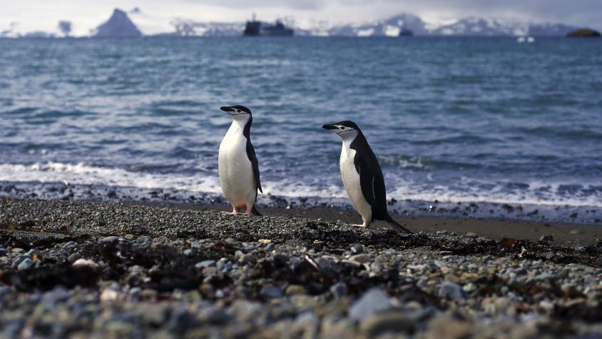Pingüinos en la Antártica. Créditos: Agencia Uno. 