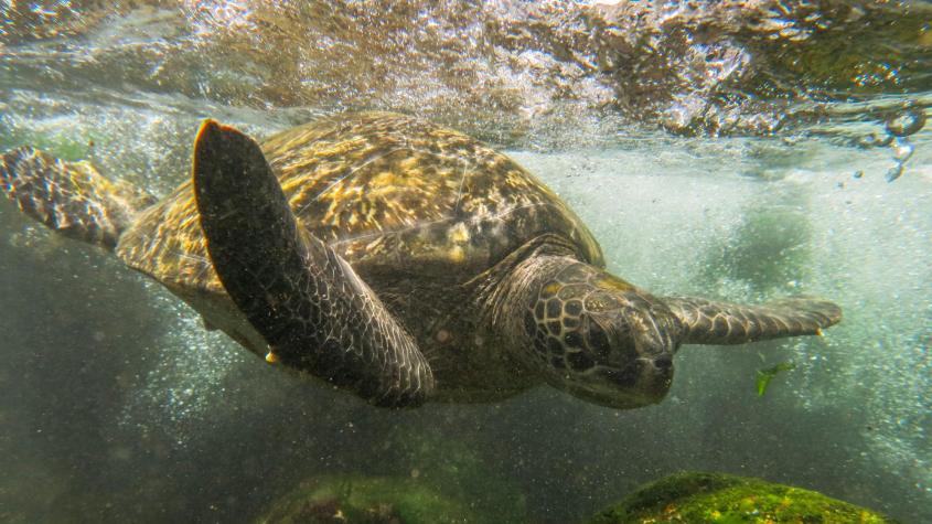 Documental "¿Dónde descansan las tortugas de Rapa Nui?"