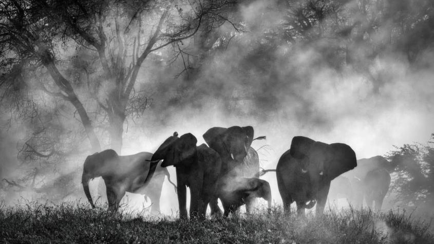 Foto: Ghost Elephants de Werner Herzog