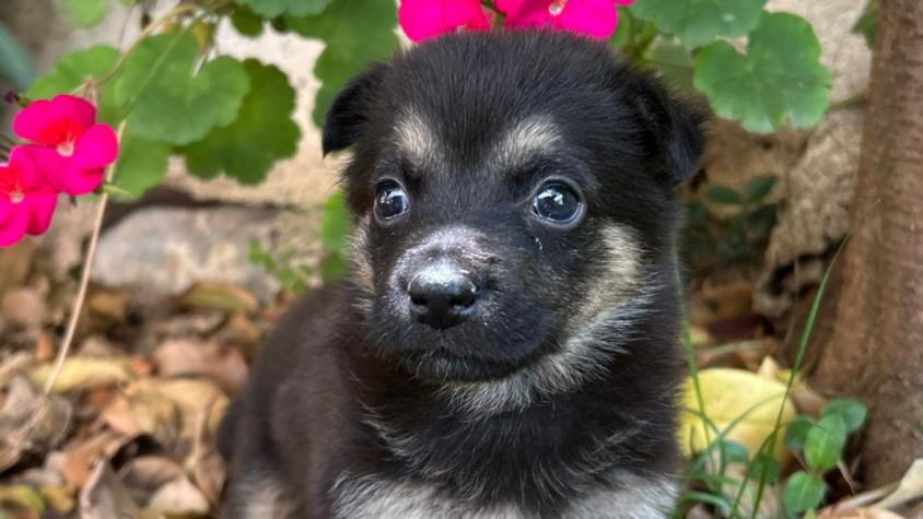Jornada de adopción para perros y gatos. 