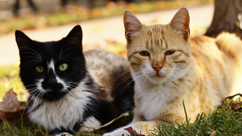 Gatos. Créditos: Pexels. 