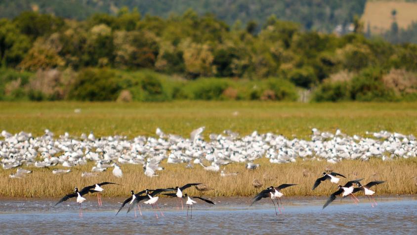 Día Mundial de los Humedales / Créditos: Agencia Uno