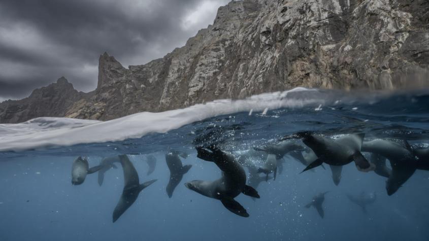 Fondo de parques marinos Nazca–Desventuradas y Mar de Juan Fernández