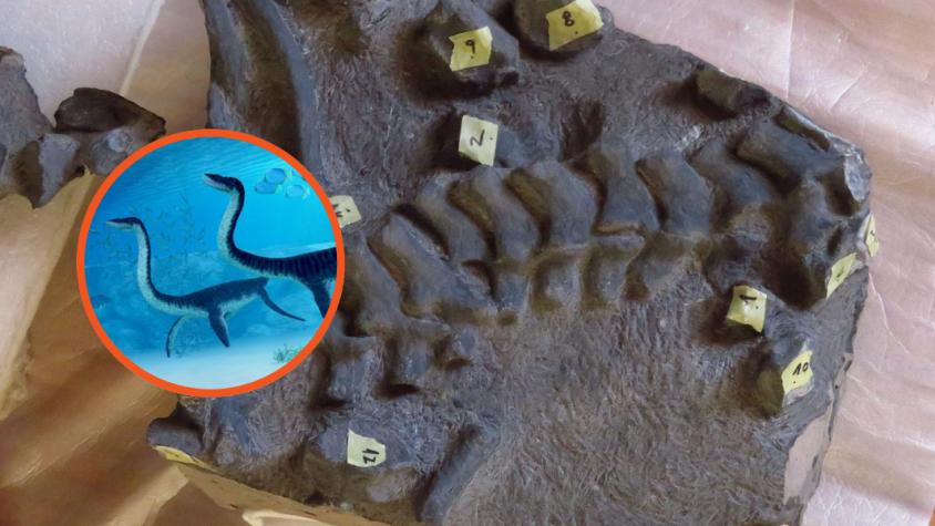 Imagen de fósil de plesiosauro con dibujo del dinosaurio. Créditos: U. de Chile / Depositphotos. 