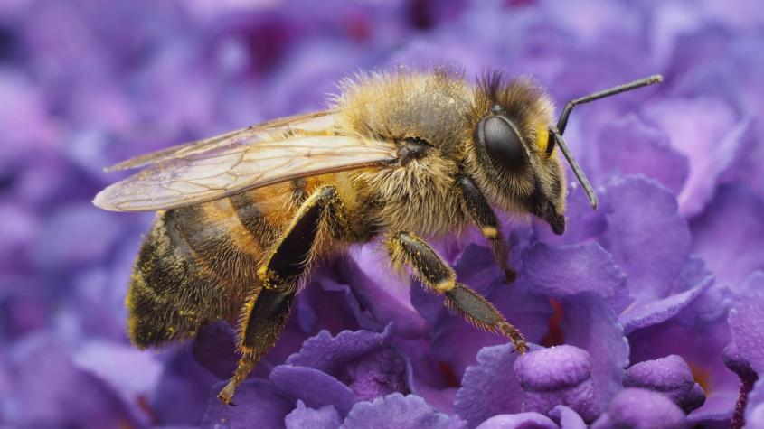 Abeja. Créditos: Pexels. 
