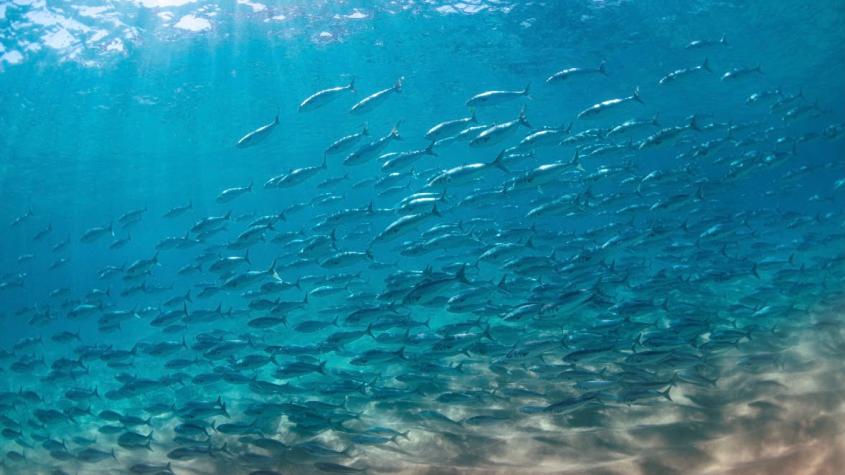 Científicos chilenos avanzan en la creación de una vacuna contra una de las principales causas de muerte del salmón