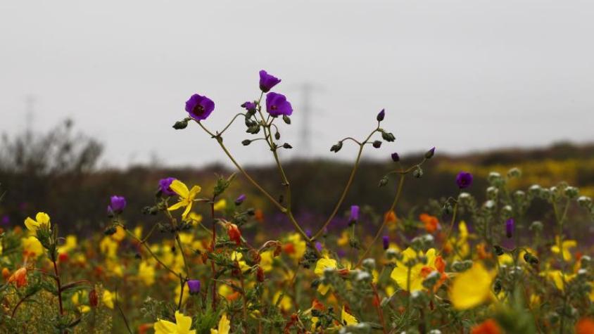 Desierto florido. Créditos: Agencia Uno