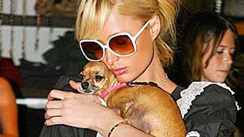 Paris Hilton sufre tras la muerte de su perrito chiguagua Tinkerbell