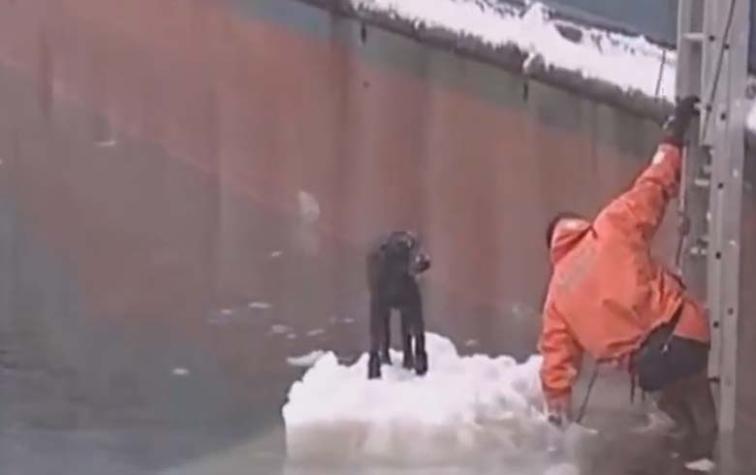 8 increíbles rescates de perritos