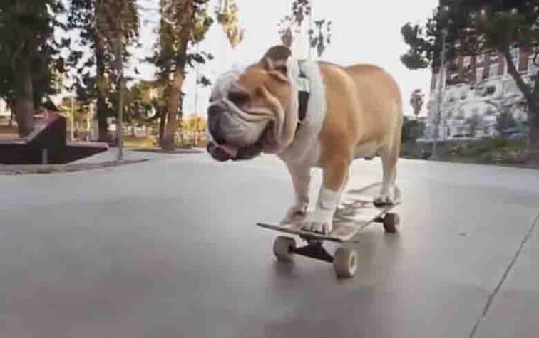 Nueve perros deportistas que te impactarán