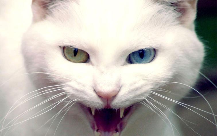 Gato salvó la vida de su familia mediante un mordisco 